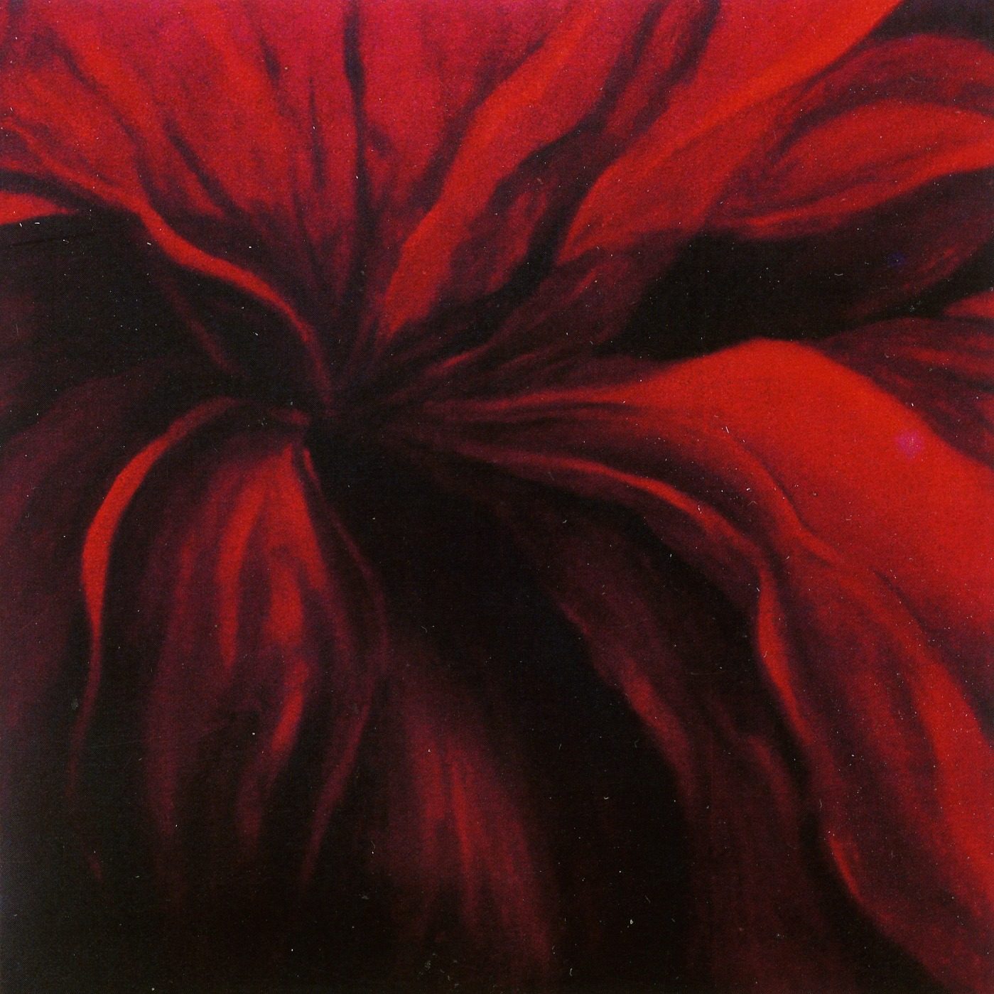 Extreme close-up of a deep red flower, near-black crimson shadows, a dark vein knot near the centre and a large smooth petal sweeping to the lower right