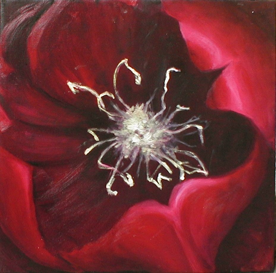 Extreme close-up of a deep red-magenta flower; wiry pale silver-white stamens radiate from a near-black centre